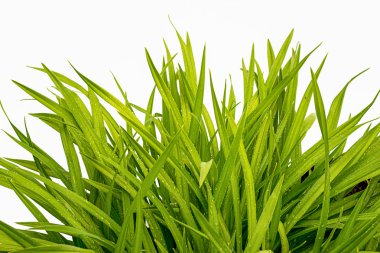 Gün-lily beyaz arka plan üzerinde izole yeşil çimen ıslak