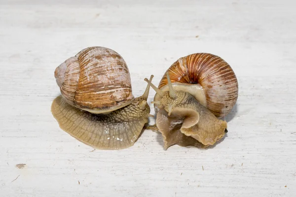 Dos caracoles sobre un fondo gris de madera — Foto de Stock