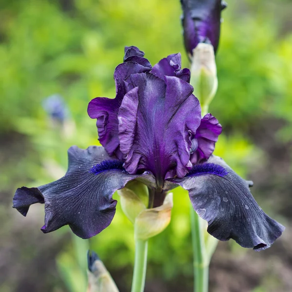 Fiore di iris blu in giardino — Foto Stock