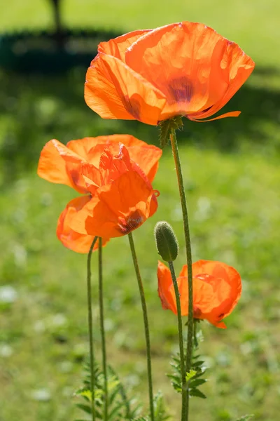 Maïs bloemen — Stockfoto