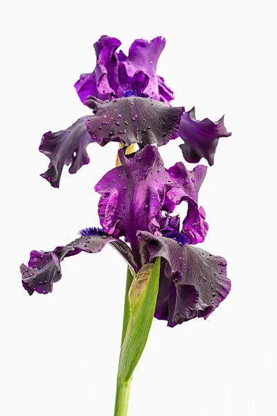 Two violet iris flowers isolated on white background — Stock Photo, Image