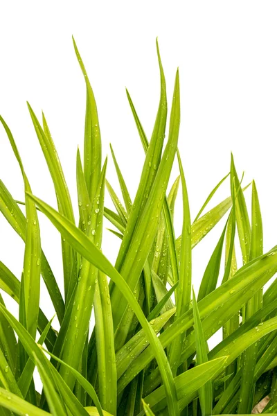 Taglilie nasses grünes Gras isoliert auf weißem Hintergrund — Stockfoto