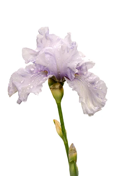 Iris fiore raro colore azzurro, isolato su sfondo bianco — Foto Stock