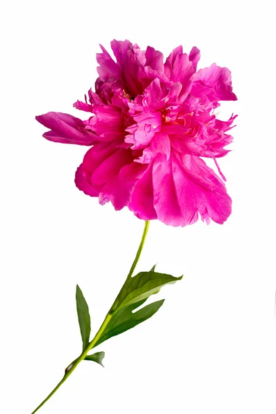 Flor de peón rosa aislada sobre fondo blanco — Foto de Stock