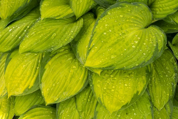 Žlutá s zeleným okrajem, vzácné barvy Bohyška rostlina listy úzké pohled, mokré listí kapkami vody. — Stock fotografie