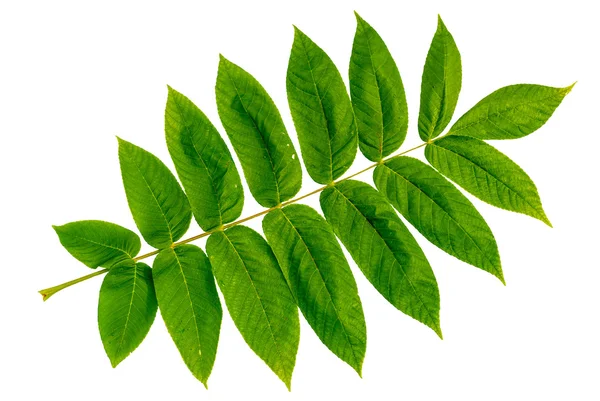 Juglans mandshurica foglie isolate su sfondo bianco — Foto Stock