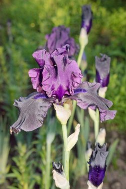 Menekşe iris çiçeği