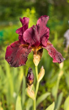 Nadir mor renk Iris çiçek doğal yeşil çim zemin üzerine