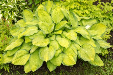 Hosta yaprakları bir yağmur sonra