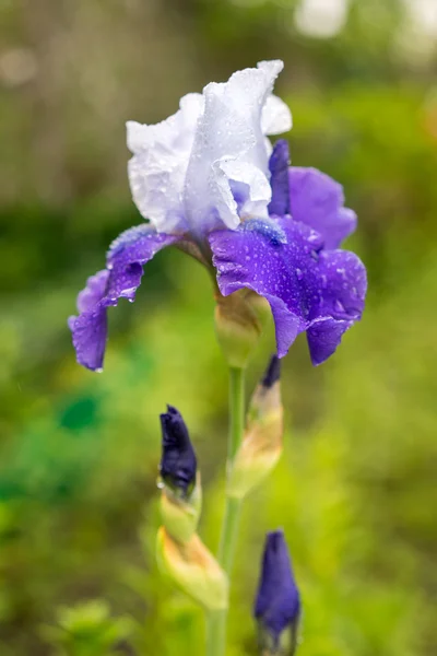 Flor de iris azul y blanco sobre un fondo de hierba verde natural —  Fotos de Stock