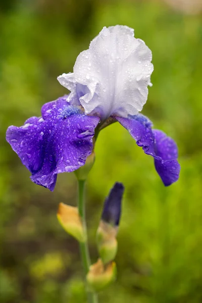 Голубой и белый цветок радужки на естественном зеленом фоне травы — стоковое фото