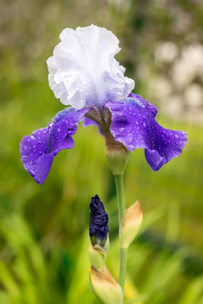 Flor de iris azul y blanco sobre un fondo de hierba verde natural —  Fotos de Stock