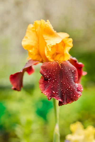Rara flor de iris de color amarillo y púrpura sobre un fondo de hierba verde natural —  Fotos de Stock