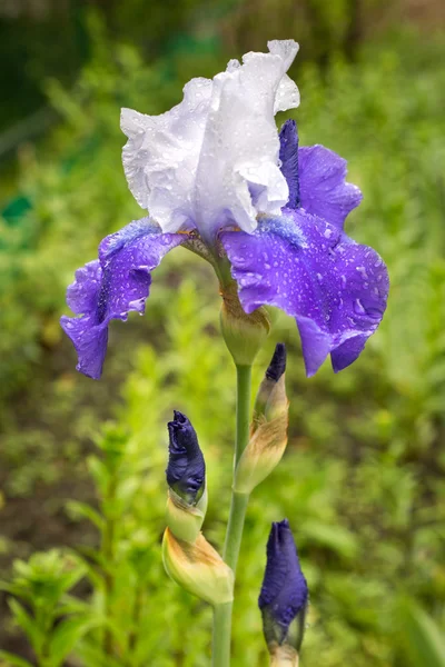 Blå och vit iris blomma på naturligt gröna gräs bakgrund — Stockfoto