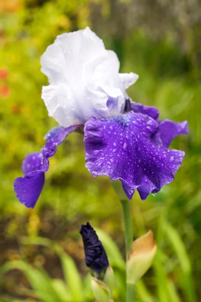Fiore di iris blu e bianco su uno sfondo di erba verde naturale — Foto Stock