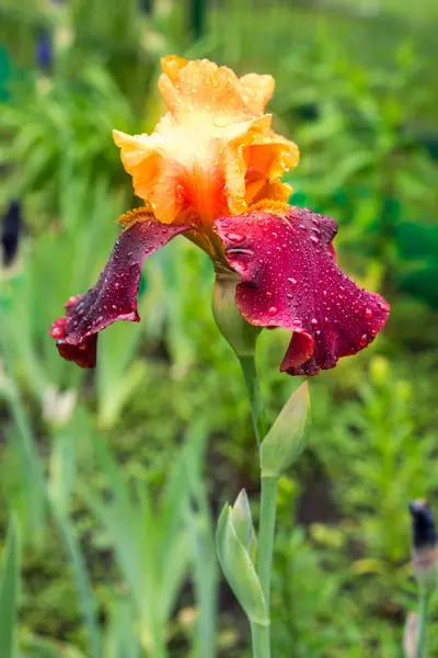 Rara flor de iris de color amarillo y púrpura sobre un fondo de hierba verde natural — Foto de Stock