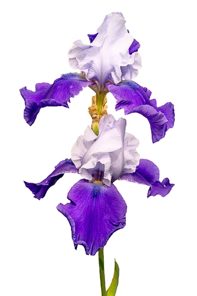 Due fiori di iris blu e bianchi isolati su bianco — Foto Stock
