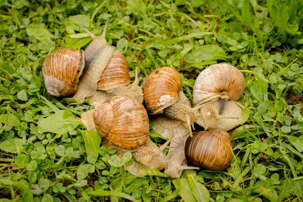 Groupe de 6 escargots sur l'herbe — Photo