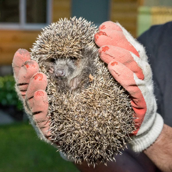 Close up view of a two arms in gloves holding the hedgehog — Zdjęcie stockowe