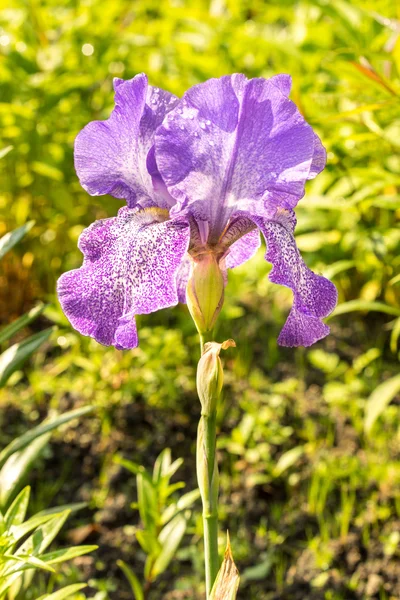 Raro azzurro con macchie fiore di iris — Foto Stock