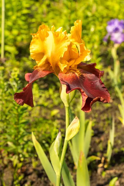 Raro giallo e viola iris fiore di colore su uno sfondo naturale erba verde — Foto Stock