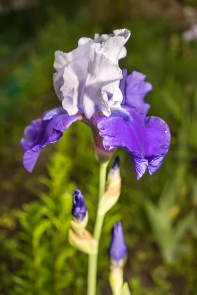 Fiore di iris blu e bianco su uno sfondo di erba verde naturale — Foto Stock