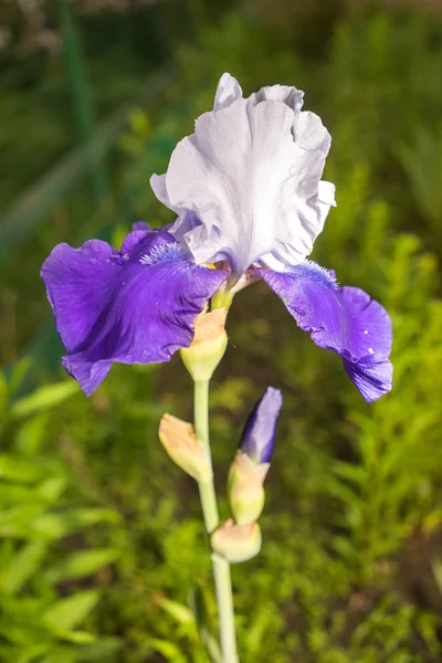 Blauwe en witte iris bloem op een natuurlijke groen gras achtergrond — Stockfoto