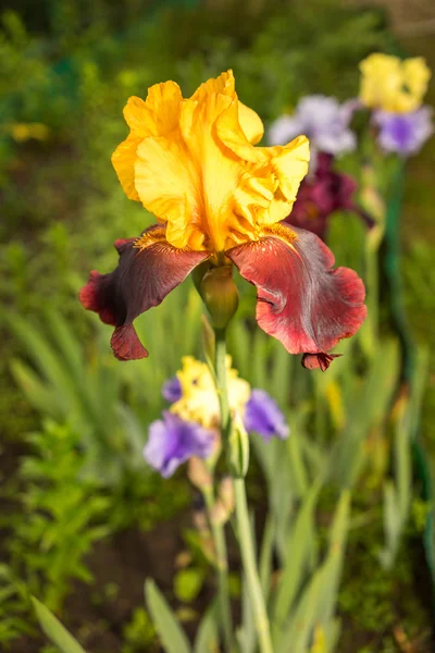 Rara flor de iris de color amarillo y púrpura sobre un fondo de hierba verde natural — Foto de Stock