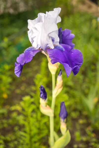 Blauwe en witte iris bloem op een natuurlijke groen gras achtergrond — Stockfoto