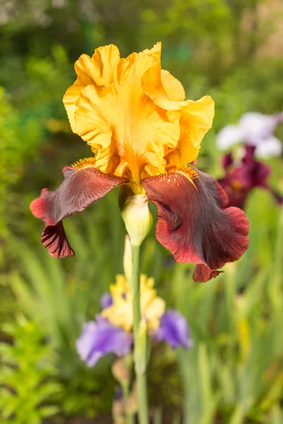 Raro giallo e viola iris fiore di colore su uno sfondo naturale erba verde — Foto Stock
