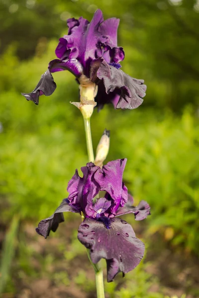 Due fiori di iris viola scuro in un gambo comune su uno sfondo di erba verde naturale — Foto Stock