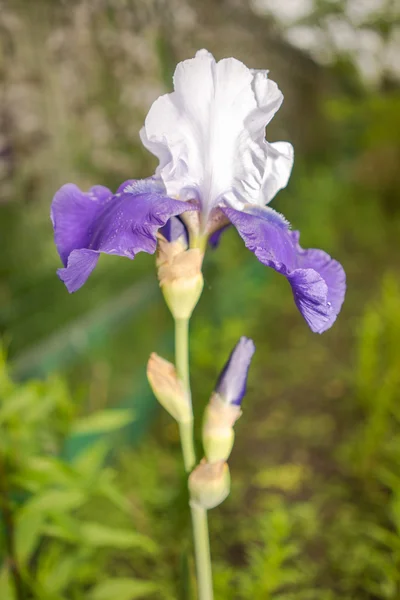Fiore di iris blu e bianco su uno sfondo di erba verde naturale — Foto Stock