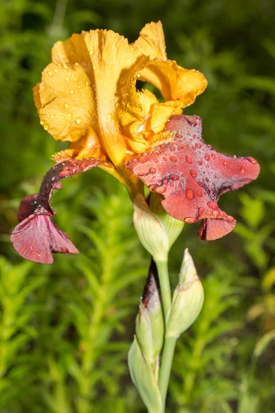 自然の緑の草の背景に黄色と紫色の珍しいアイリスの花 — ストック写真