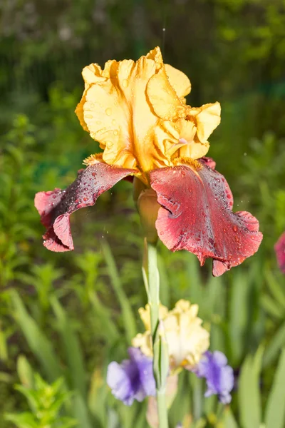 Nadir sarı ve mor renkli iris çiçeği doğal yeşil çim zemin üzerine — Stok fotoğraf