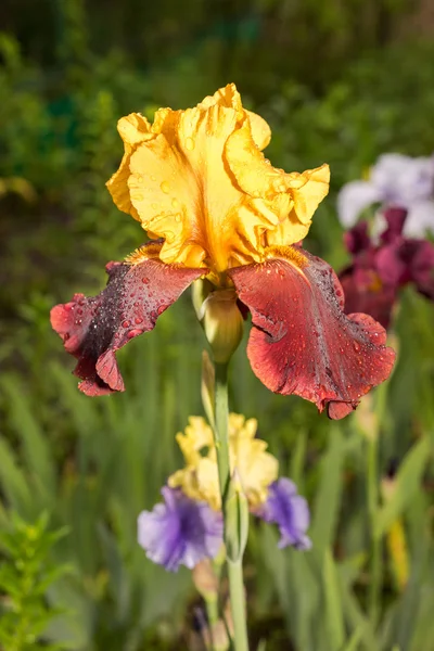 自然の緑の草の背景に黄色と紫色の珍しいアイリスの花 — ストック写真