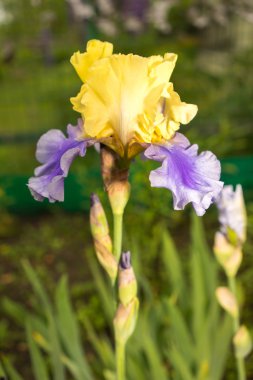 Bir doğal yeşil çim backgroundw ve mavi iris çiçek Yelloyellow ve mavi iris çiçek