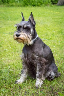 minyatür schnauzer yeşil çimenlerin üzerinde oturur. köpek açık portre.