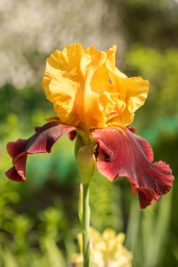 nadir renk kırmızı ve sarı gözü kapat