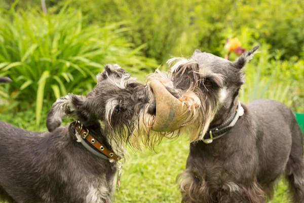 Two black and white miniature schnauzer dogs play outside in the park — Zdjęcie stockowe