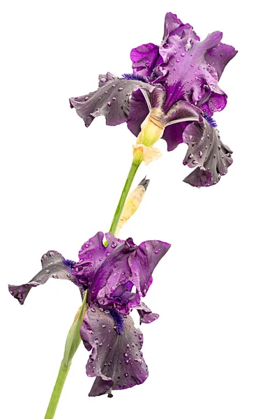 Dos flores de iris violeta aisladas sobre fondo blanco —  Fotos de Stock