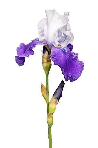 Flor de iris azul y blanco aislada sobre fondo blanco —  Fotos de Stock