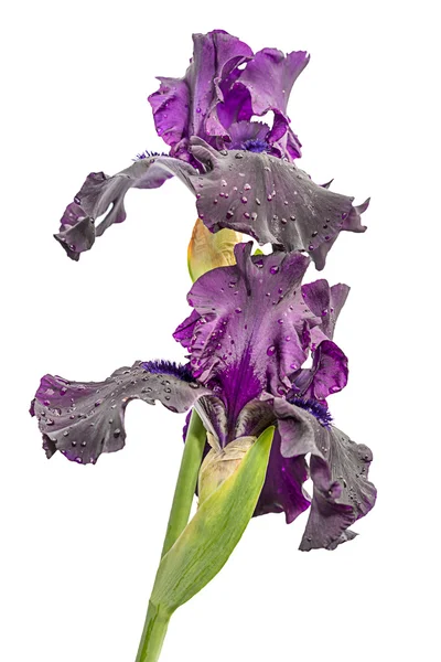Dos flores de iris violeta aisladas sobre fondo blanco —  Fotos de Stock