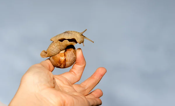 Caracol grande na mão — Fotografia de Stock