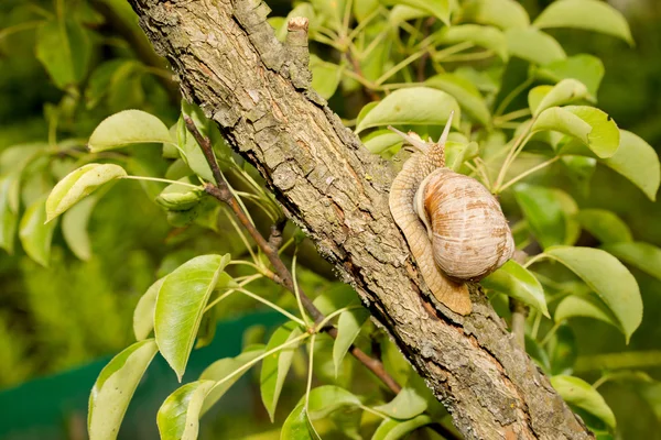 Snail on the tree brunch — Stok fotoğraf