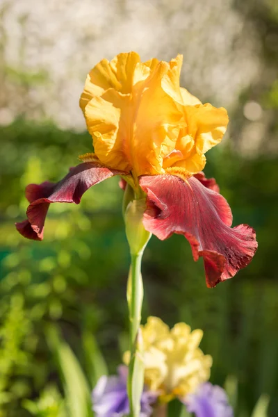 Color raro iris rojo y amarillo de cerca — Foto de Stock