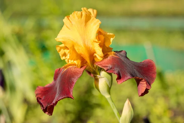 Beautiful rare color red and yellow iris in the garden — Stok fotoğraf