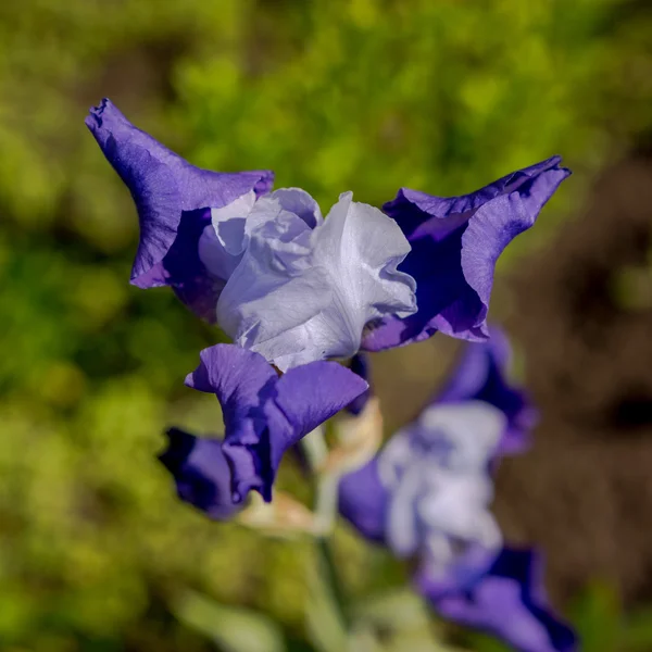 Голубой цветок радужки в саду — стоковое фото
