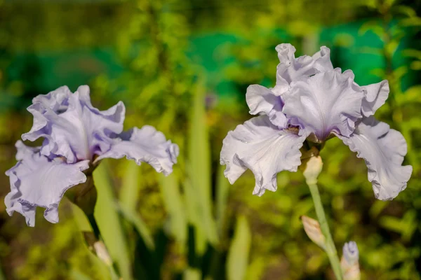 Violet iris flower close up — Stock Photo, Image