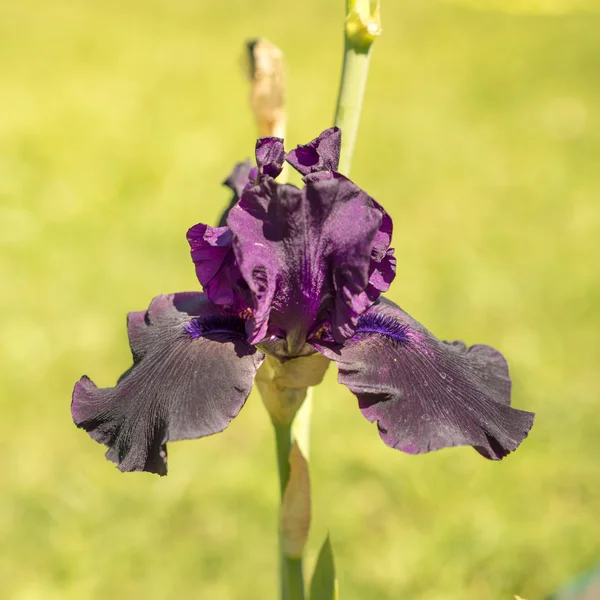 Fioletowy irys kwiat z bliska — Zdjęcie stockowe