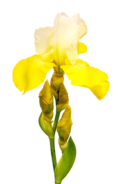 Beyaz arka plan üzerinde izole sarı ve beyaz Iris çiçeği — Stok fotoğraf